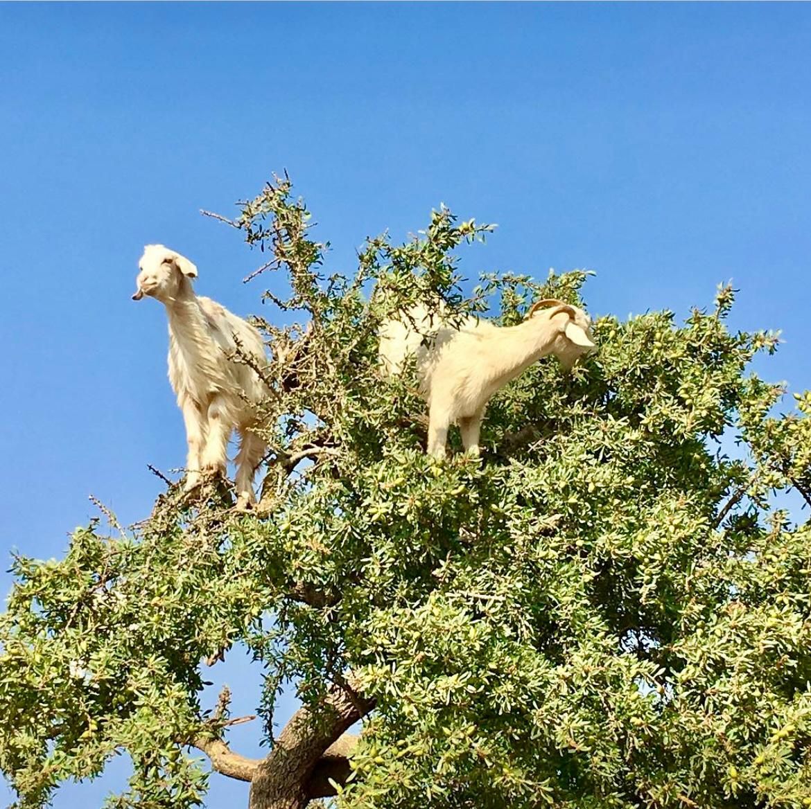 Come nasce l'olio di argan di arganjo
