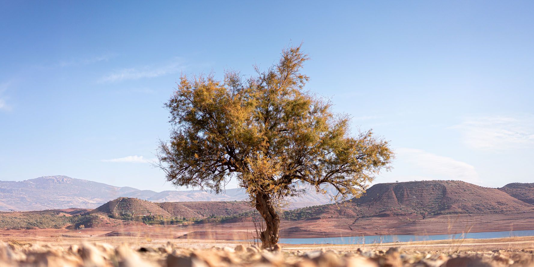 Albero di Argan nel sud del Marocco durante la Giornata internazionale dell’albero di Argan 2025
